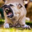 Dealing With A Dog Bite Injury Case